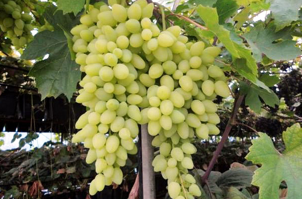 Despre prunul Red Ball: descrierea soiului, agrotehnica de cultivare ...